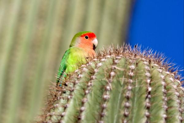 太可爱鸟！鹦鹉撕纸试图插上“羽毛”变孔雀？