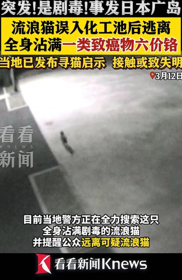 急寻!这只猫全身沾满剧毒致癌物!可经皮肤接触、呼吸道侵入 急寻!这只猫全身沾满剧毒致癌物!可经皮肤接触、呼吸道侵入