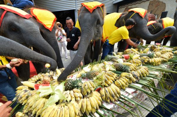 泰国大象日：大象享用水果自助餐