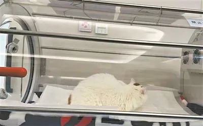 痛心!抢救近一个月,她还是走了...... 痛心!抢救近一个月,她还是走了......