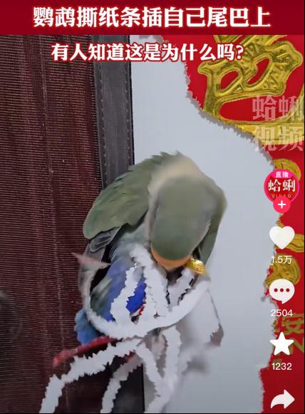 太可爱鸟！鹦鹉撕纸试图插上“羽毛”变孔雀？