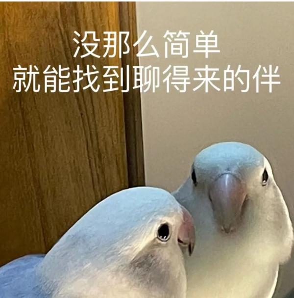 太可爱鸟！鹦鹉撕纸试图插上“羽毛”变孔雀？