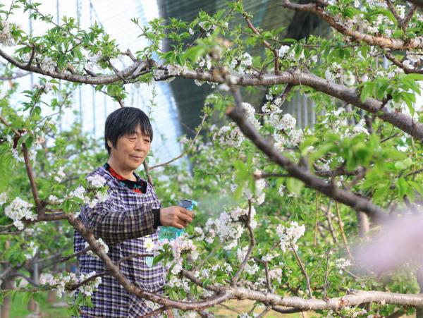 河北晋州：不负好春光 果树管护忙