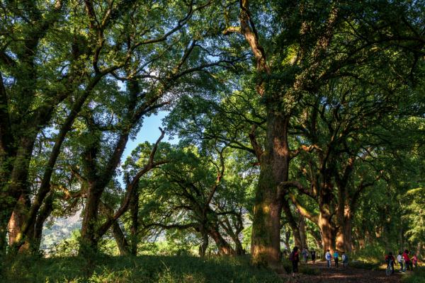 江西这些春日秘境，超适合踏青吸氧！