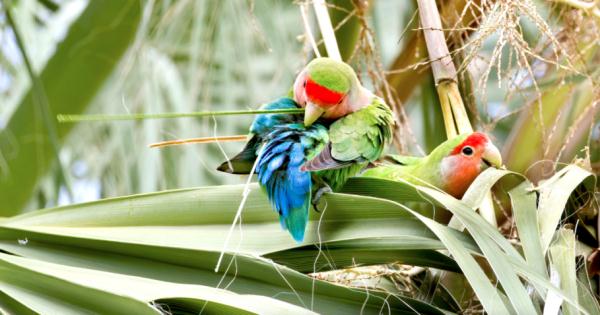 太可爱鸟！鹦鹉撕纸试图插上“羽毛”变孔雀？