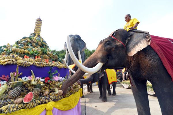 泰国大象日：大象享用水果自助餐