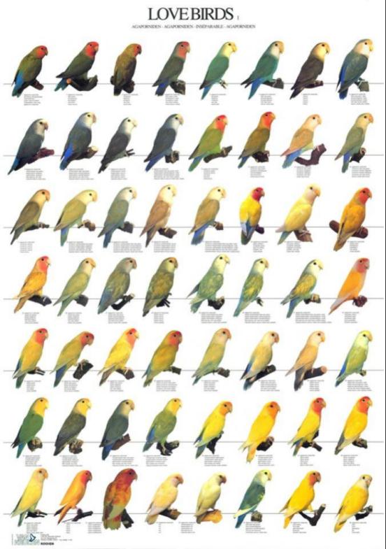 太可爱鸟！鹦鹉撕纸试图插上“羽毛”变孔雀？