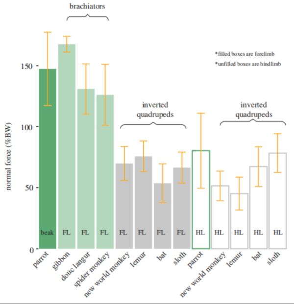 太可爱鸟！鹦鹉撕纸试图插上“羽毛”变孔雀？