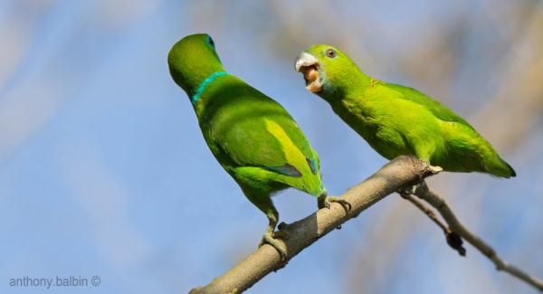 太可爱鸟！鹦鹉撕纸试图插上“羽毛”变孔雀？