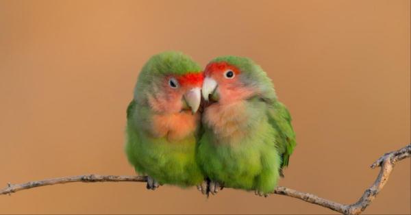 太可爱鸟！鹦鹉撕纸试图插上“羽毛”变孔雀？