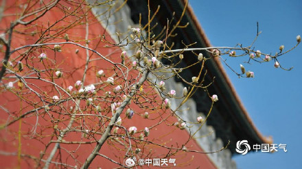 被玉兰花的中式美学惊艳到了