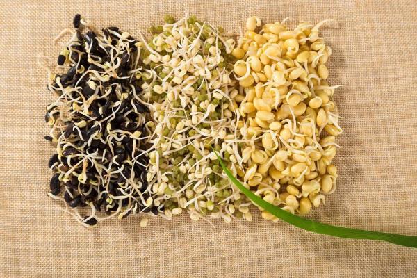 惊喜!某些食物发芽后营养价值飙升,前提是你得这样做! 惊喜!某些食物发芽后营养价值飙升,前提是你得这样做!