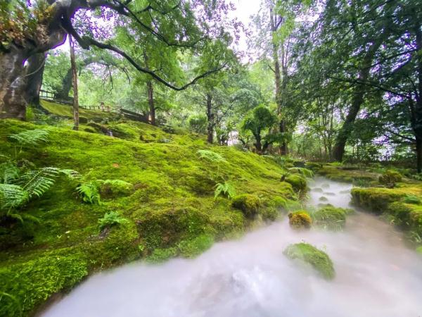 江西这些春日秘境，超适合踏青吸氧！