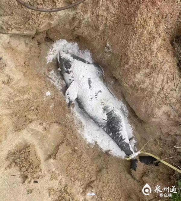 已确认死亡！出现在福建海边……