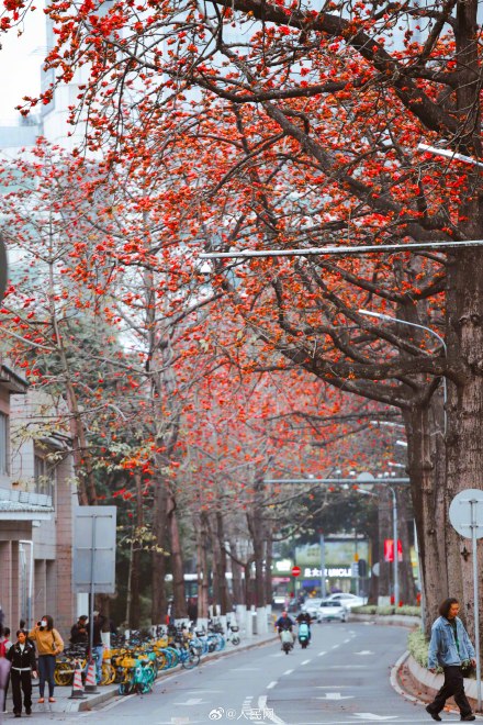 好美！广州木棉花盛放如炬似火