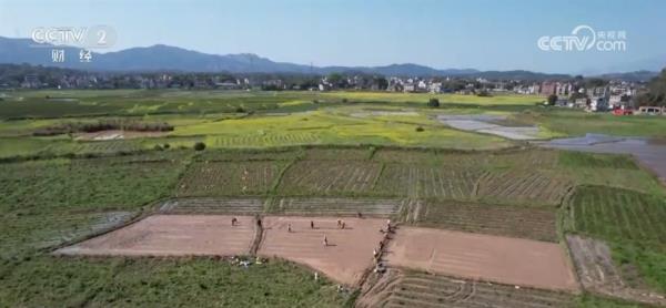 玉米购销两旺、春耕备耕正忙 从市场到田间呈现“蒸蒸日上”万千气象