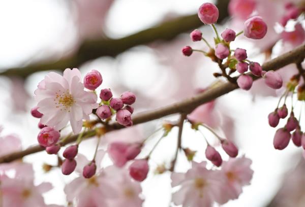 德国柏林:春暖花开 德国柏林:春暖花开