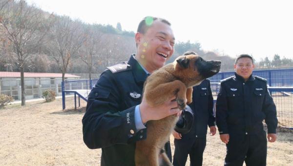 “萌新”入列！山东36头警犬顺利毕业
