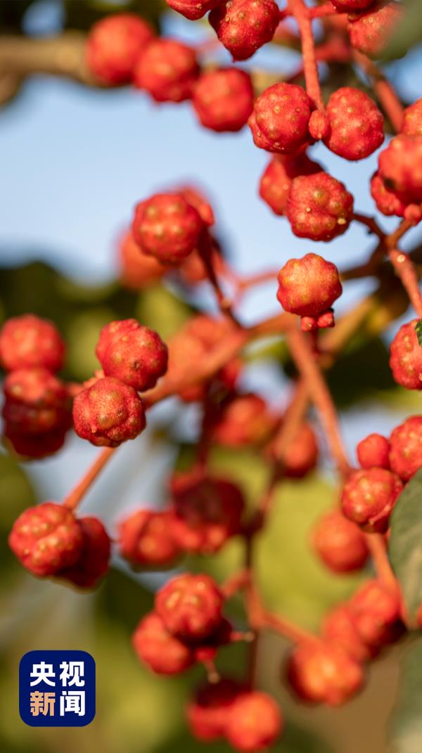 甘肃“麻”“辣”“烫”出圈秘籍，找到啦！全国推广难度加大，咋办？