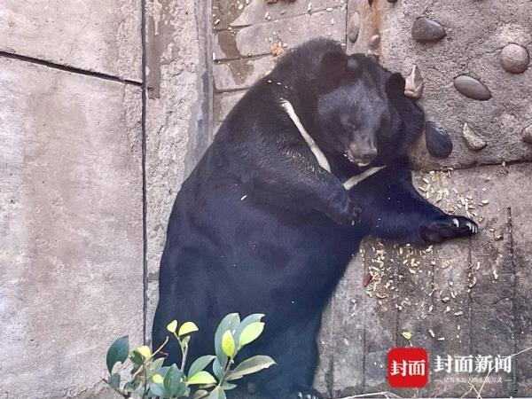 一只走红“胖豹”与2元门票的背后