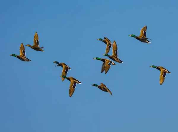 沈阳明天有雨!大风、扬沙、浮尘……雨后气温骤降! 沈阳明天有雨!大风、扬沙、浮尘……雨后气温骤降!