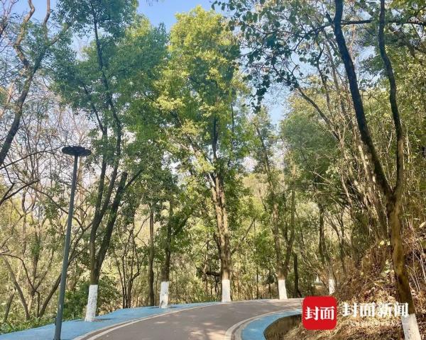 一只走红“胖豹”与2元门票的背后