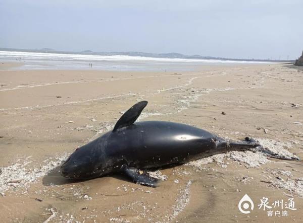 已确认死亡！出现在福建海边……