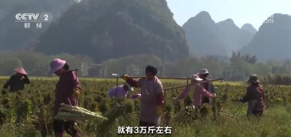 玉米购销两旺、春耕备耕正忙 从市场到田间呈现“蒸蒸日上”万千气象