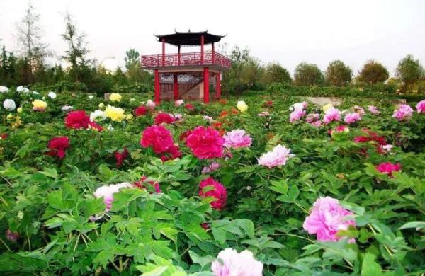 赏花指南发布！河北最美的春天都在这里→