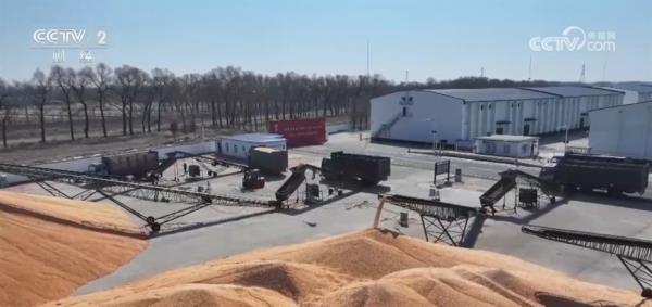 玉米购销两旺、春耕备耕正忙 从市场到田间呈现“蒸蒸日上”万千气象