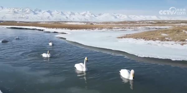 新疆巴音布鲁克草原迎来今年首批迁徙回归野生天鹅 新疆巴音布鲁克草原迎来今年首批迁徙回归野生天鹅