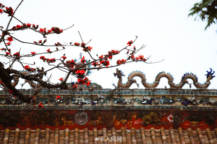 好美！广州木棉花盛放如炬似火