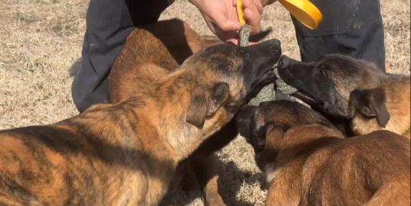 “萌新”入列！山东36头警犬顺利毕业