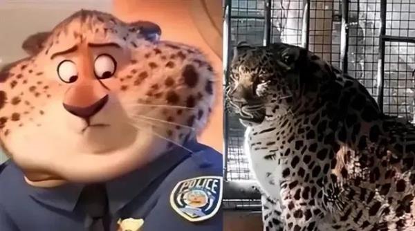 一只走红“胖豹”与2元门票的背后