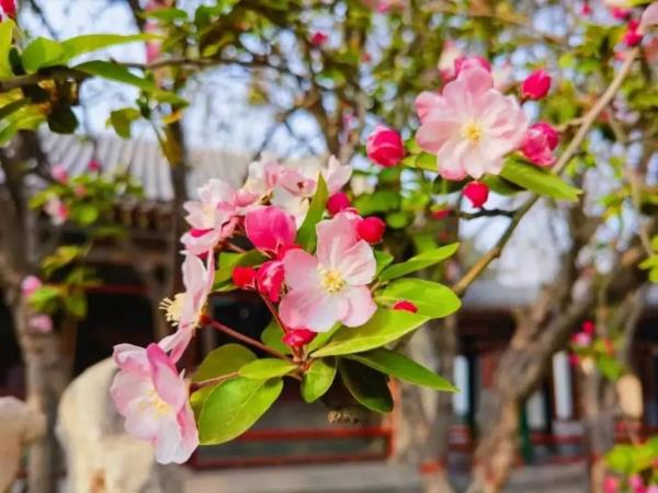 赏花指南发布！河北最美的春天都在这里→