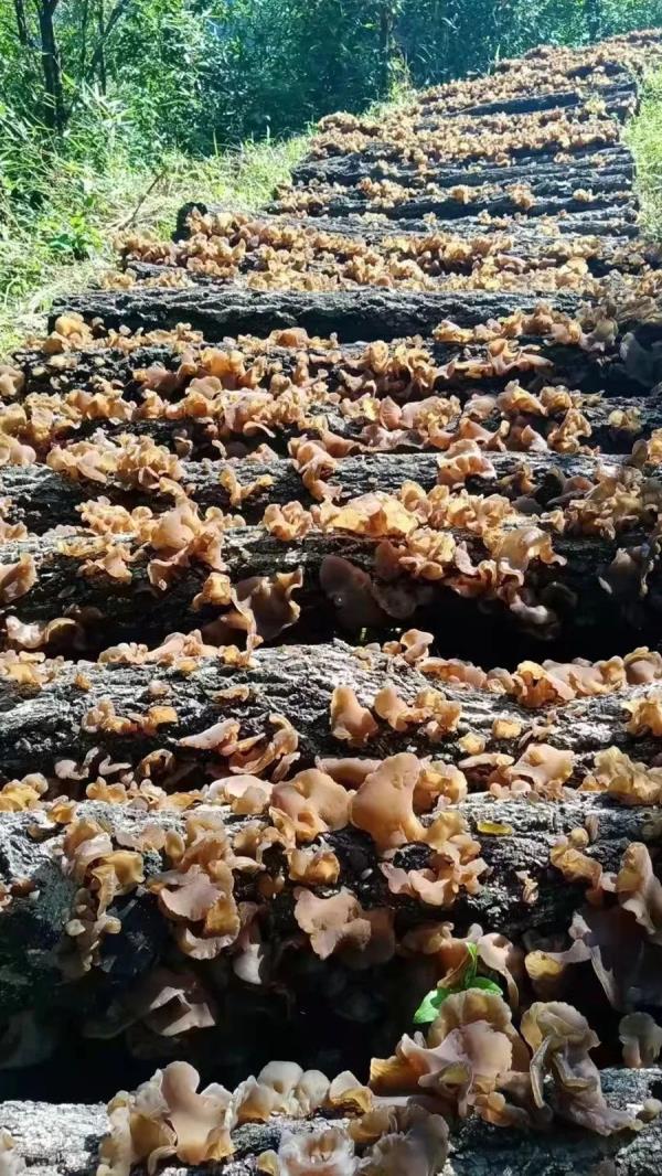 甘肃“麻”“辣”“烫”出圈秘籍，找到啦！全国推广难度加大，咋办？