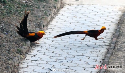 太漂亮了！红腹锦鸡为灵台森林公园增色添彩