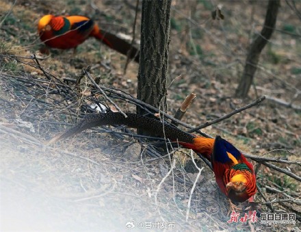 太漂亮了！红腹锦鸡为灵台森林公园增色添彩