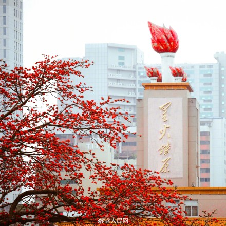 好美！广州木棉花盛放如炬似火