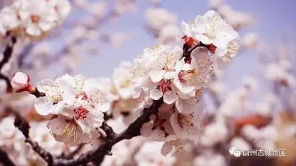 赏花指南发布！河北最美的春天都在这里→