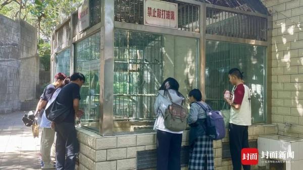 一只走红“胖豹”与2元门票的背后