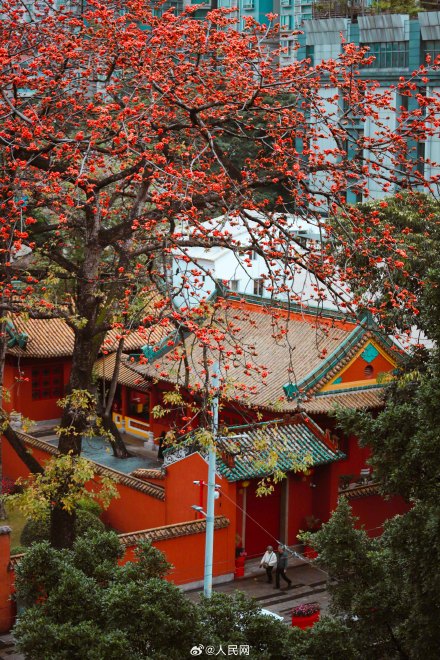 好美！广州木棉花盛放如炬似火