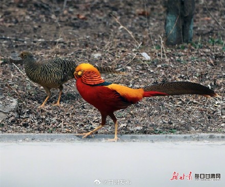 太漂亮了！红腹锦鸡为灵台森林公园增色添彩