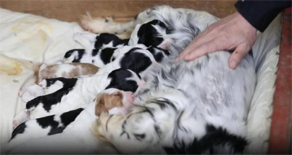 “萌新”入列！山东36头警犬顺利毕业