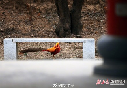 太漂亮了！红腹锦鸡为灵台森林公园增色添彩