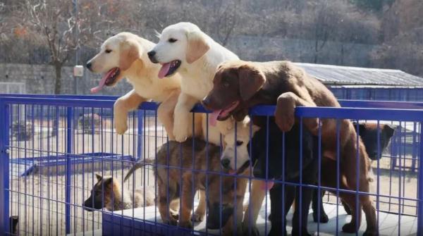 “萌新”入列！山东36头警犬顺利毕业