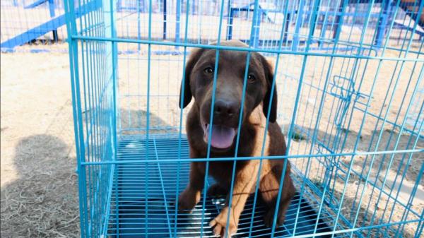 “萌新”入列！山东36头警犬顺利毕业