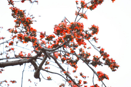 好美！广州木棉花盛放如炬似火