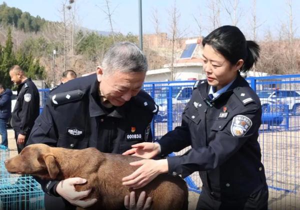 “萌新”入列！山东36头警犬顺利毕业