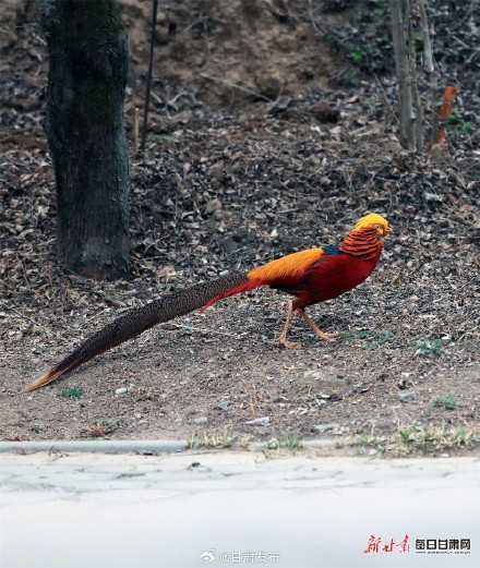 太漂亮了！红腹锦鸡为灵台森林公园增色添彩